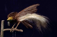 藏品(大天堂鳥)的圖片